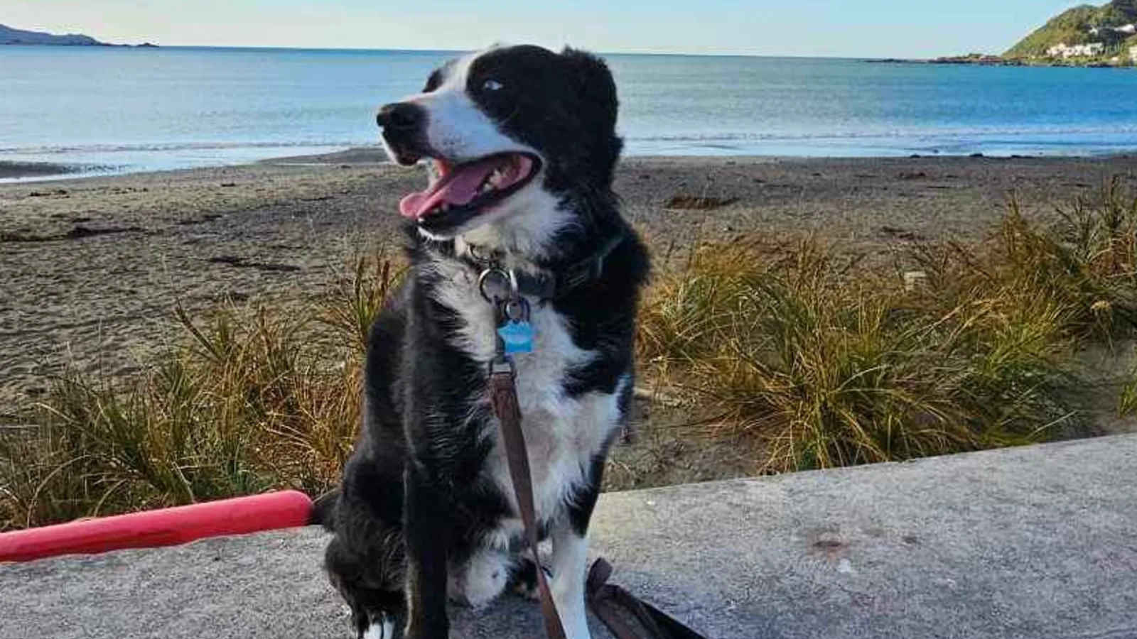 Dog on lead beside a legal New Zealand campsite
