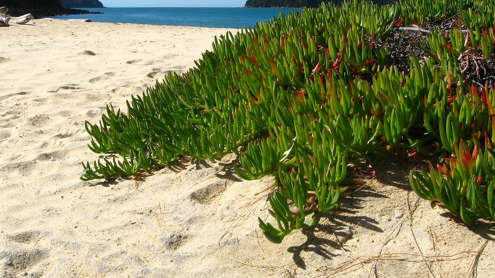 Golden beach in Abel Tasman National Park