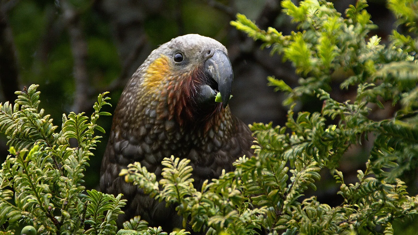 Remote beach and native forest on Rakiura