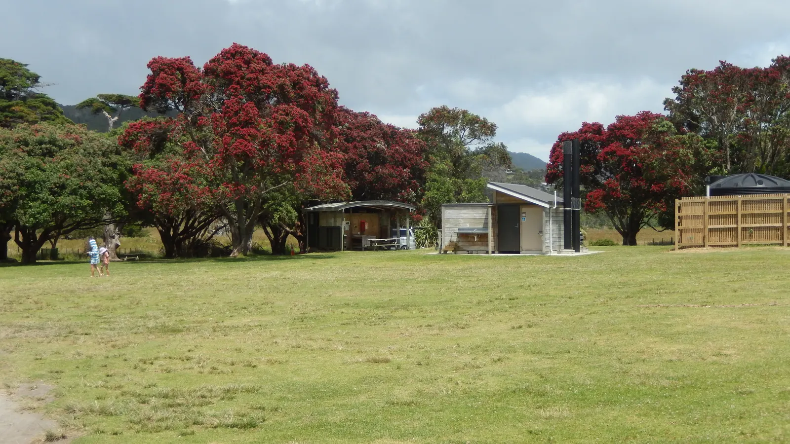 Græsklædt DOC-campingplads under blomstrende pōhutukawa ved Medlands Beach på Great Barrier Island