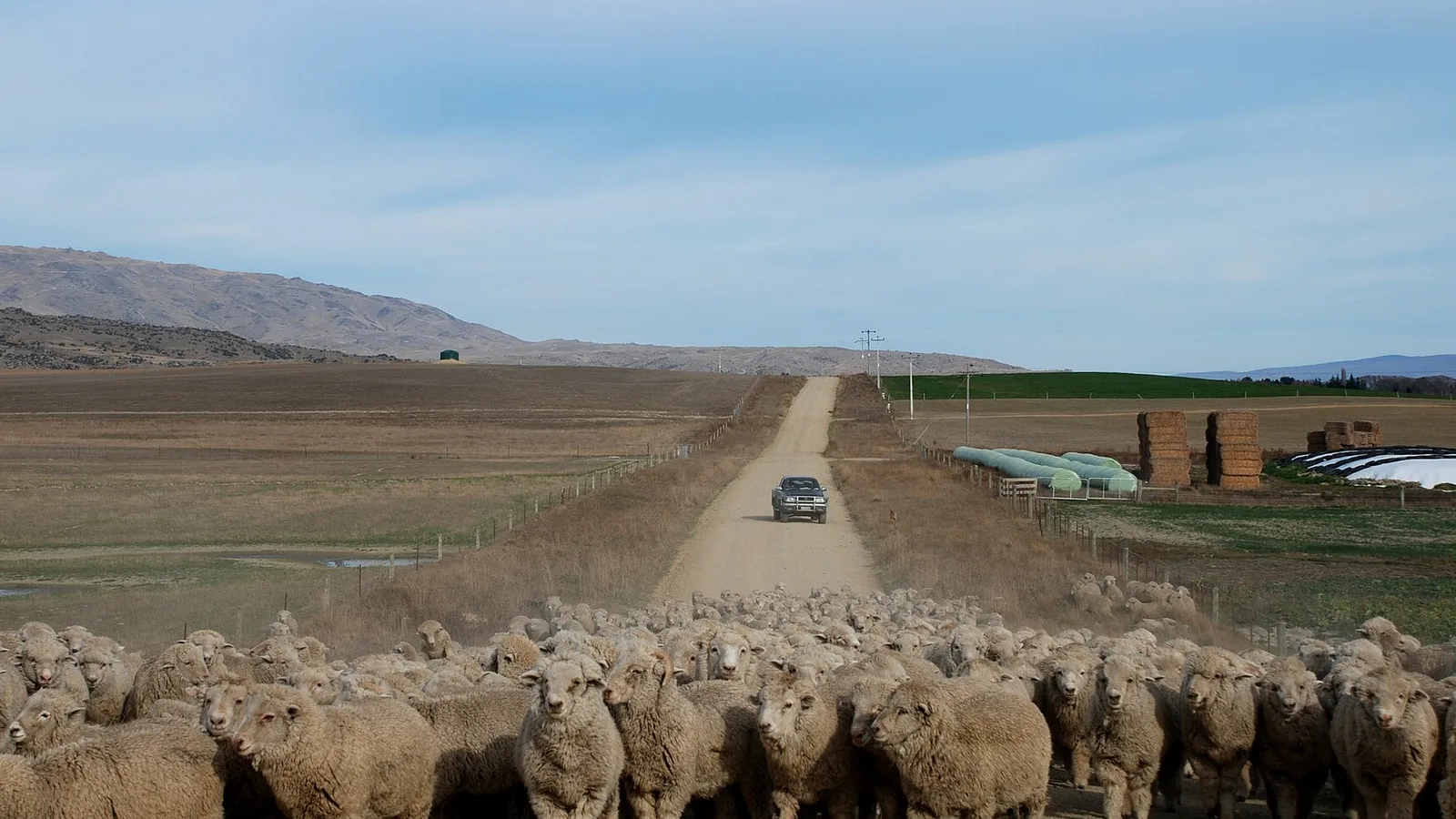 Sheep beside a rural New Zealand road